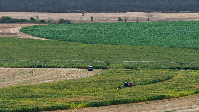 BRAZIL-PESTICIDES/