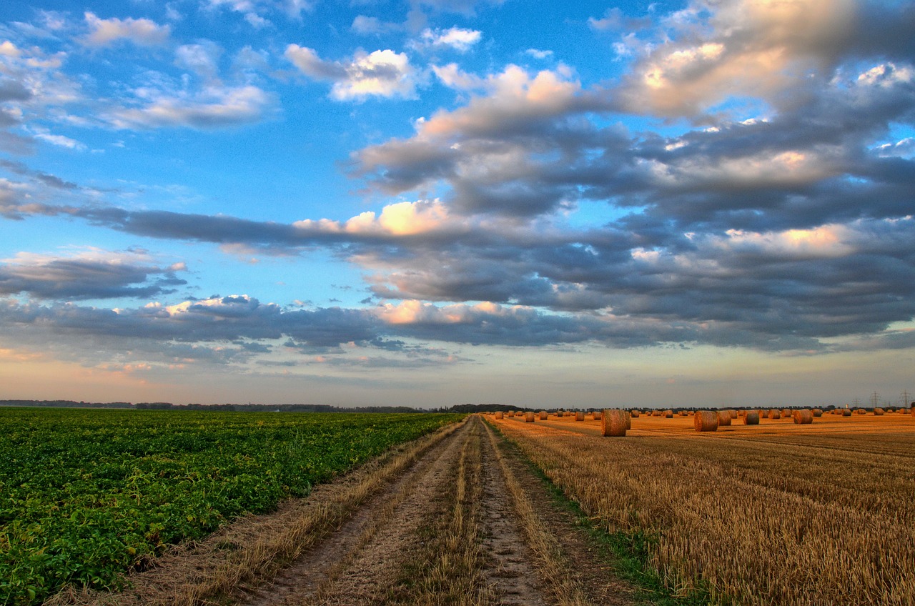 farm field